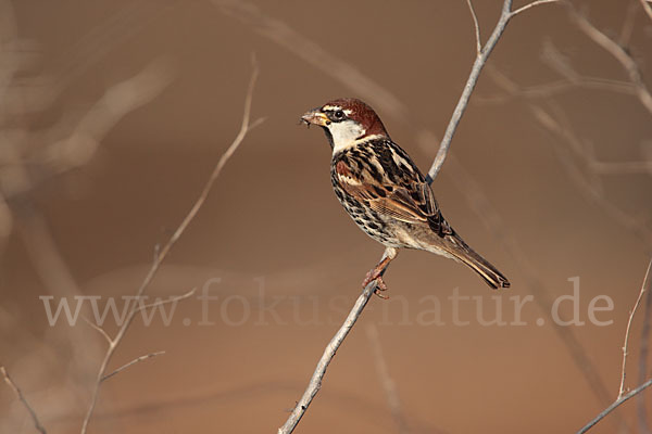 Weidensperling (Passer hispaniolensis)