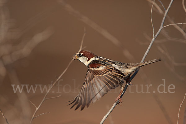 Weidensperling (Passer hispaniolensis)