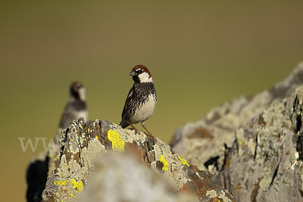 Weidensperling (Passer hispaniolensis)