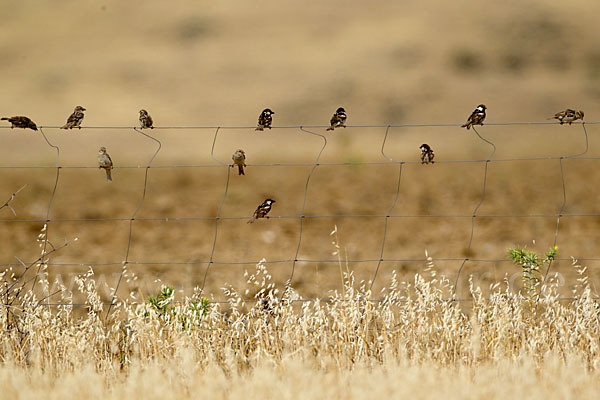 Weidensperling (Passer hispaniolensis)