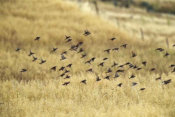 Weidensperling (Passer hispaniolensis)