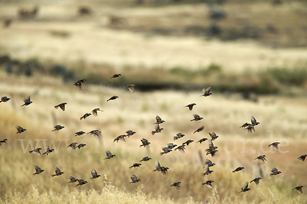 Weidensperling (Passer hispaniolensis)