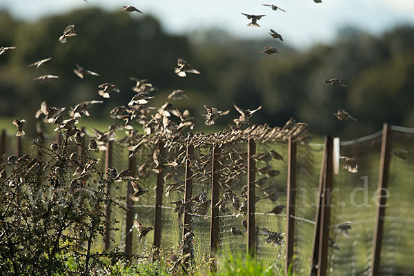 Weidensperling (Passer hispaniolensis)