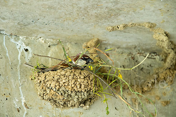 Weidensperling (Passer hispaniolensis)