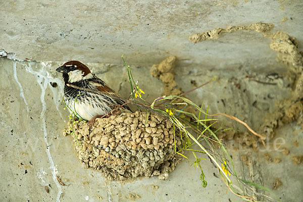 Weidensperling (Passer hispaniolensis)