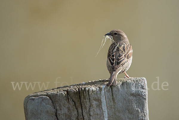 Weidensperling (Passer hispaniolensis)