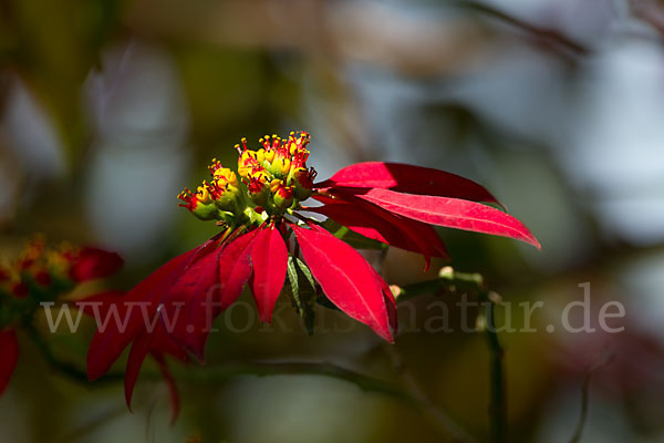 Weihnachtsstern (Euphorbia pulcherrima)