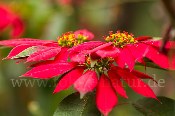 Weihnachtsstern (Euphorbia pulcherrima)