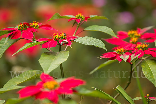 Weihnachtsstern (Euphorbia pulcherrima)