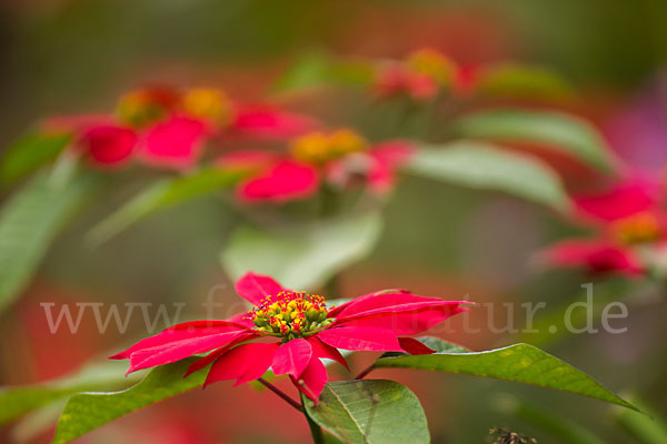 Weihnachtsstern (Euphorbia pulcherrima)