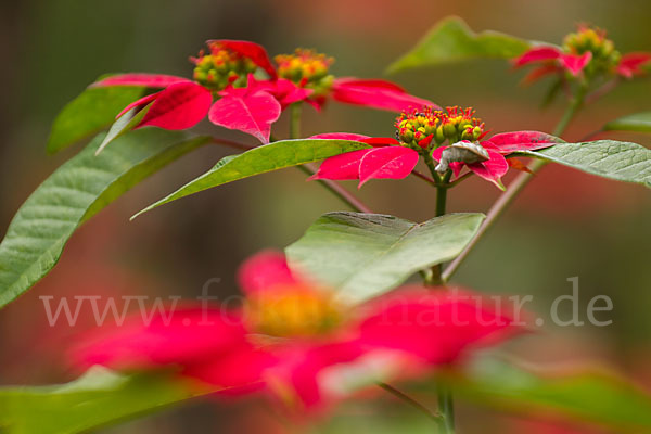 Weihnachtsstern (Euphorbia pulcherrima)