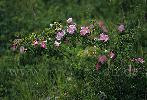 Wein-Rose (Rosa rubiginosa)