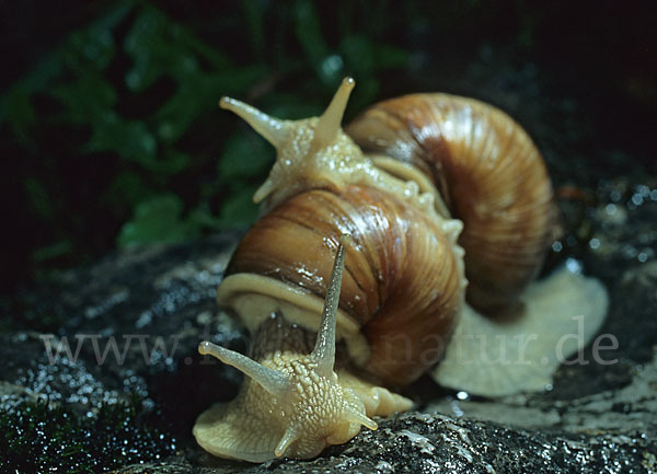 Weinbergschnecke (Helix pomatia)