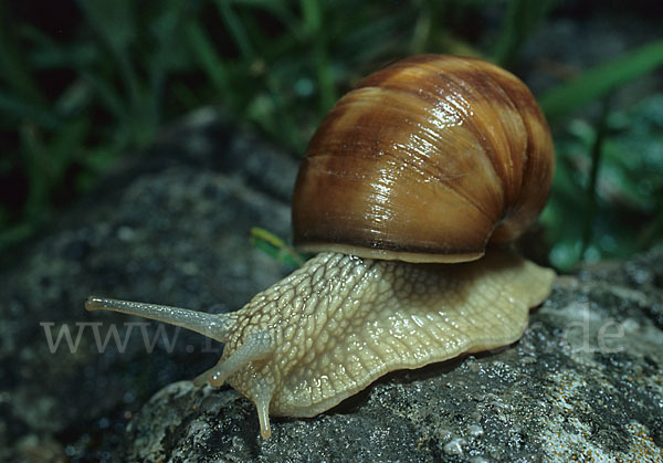 Weinbergschnecke (Helix pomatia)