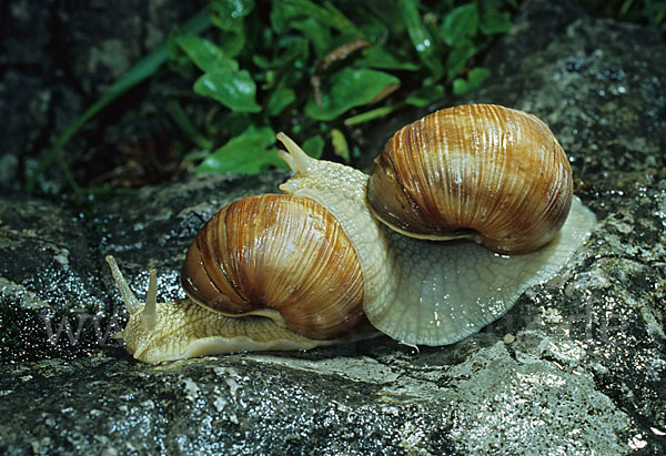 Weinbergschnecke (Helix pomatia)