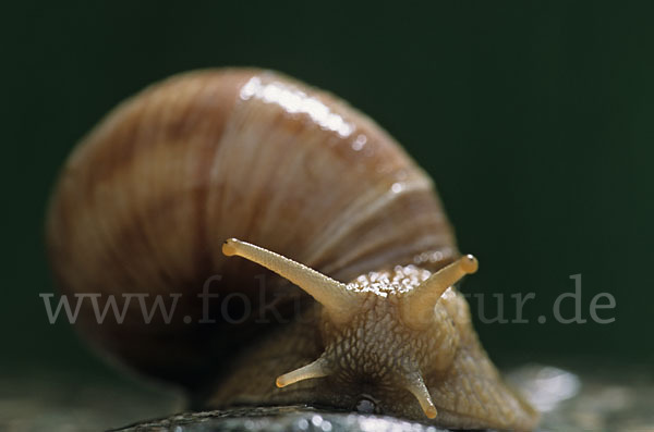 Weinbergschnecke (Helix pomatia)