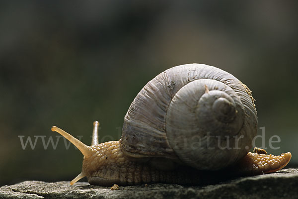 Weinbergschnecke (Helix pomatia)