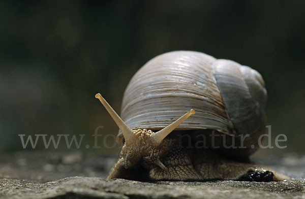 Weinbergschnecke (Helix pomatia)