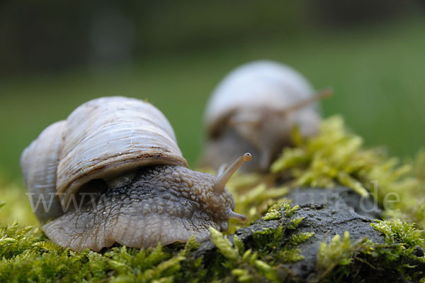 Weinbergschnecke (Helix pomatia)