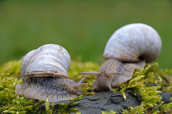 Weinbergschnecke (Helix pomatia)