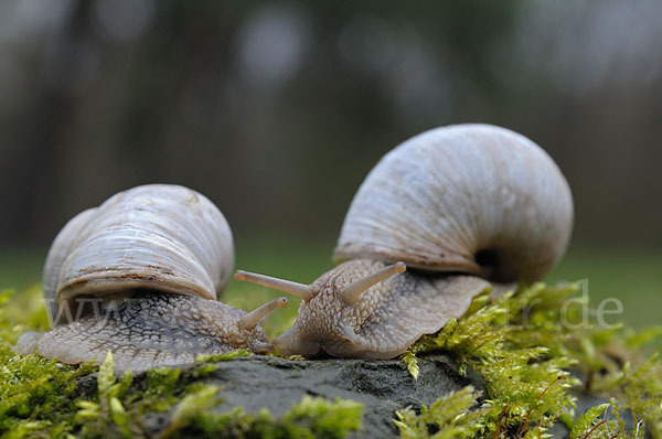 Weinbergschnecke (Helix pomatia)