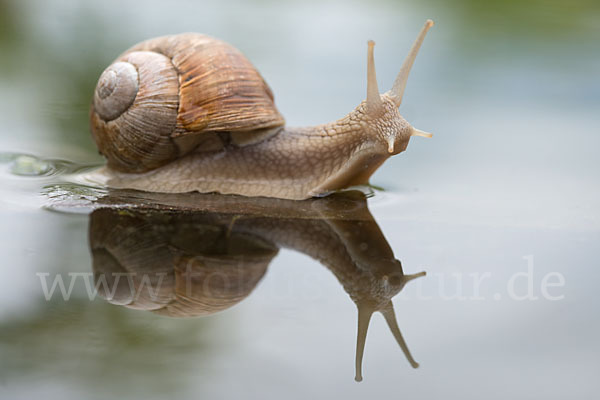 Weinbergschnecke (Helix pomatia)