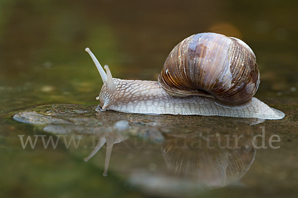 Weinbergschnecke (Helix pomatia)