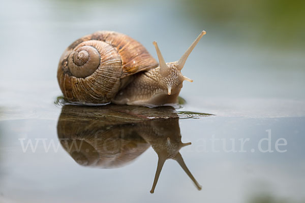 Weinbergschnecke (Helix pomatia)