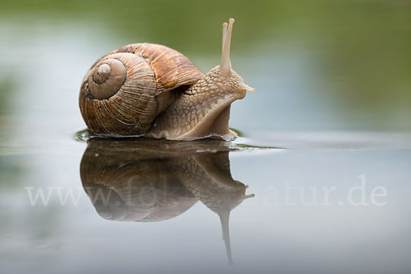 Weinbergschnecke (Helix pomatia)