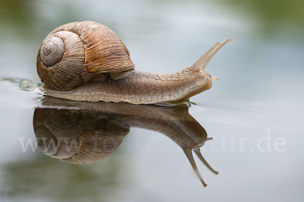 Weinbergschnecke (Helix pomatia)