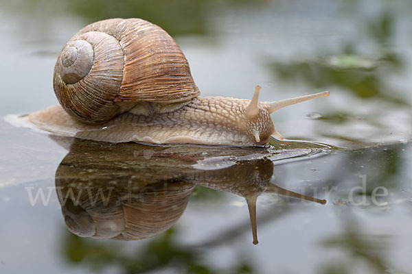 Weinbergschnecke (Helix pomatia)