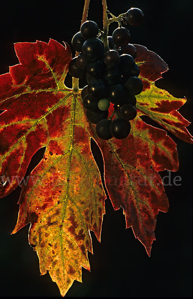 Weinrebe (Vitis vinifera sspec.)