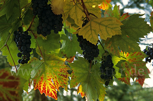 Weinrebe (Vitis vinifera sspec.)