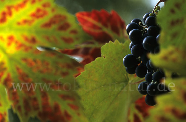 Weinrebe (Vitis vinifera sspec.)