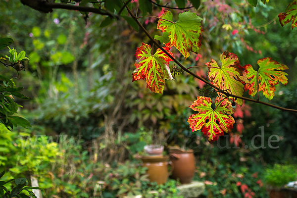 Weinrebe (Vitis vinifera sspec.)