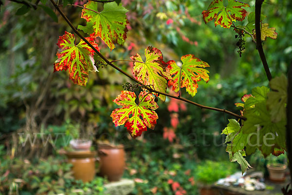 Weinrebe (Vitis vinifera sspec.)