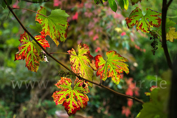 Weinrebe (Vitis vinifera sspec.)