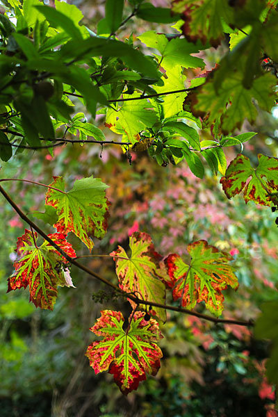 Weinrebe (Vitis vinifera sspec.)