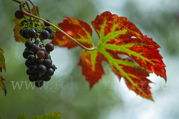 Weinrebe (Vitis vinifera sspec.)