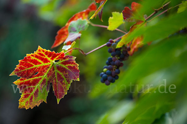 Weinrebe (Vitis vinifera sspec.)