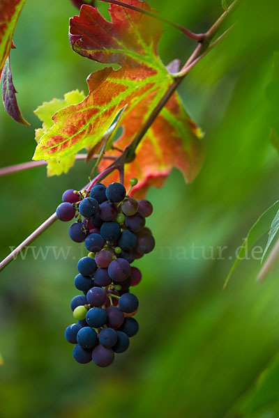 Weinrebe (Vitis vinifera sspec.)