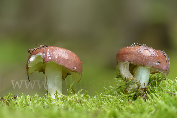 Weinroter Graustieltäubling (Russula vinosa)