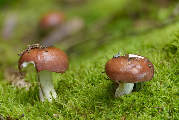 Weinroter Graustieltäubling (Russula vinosa)