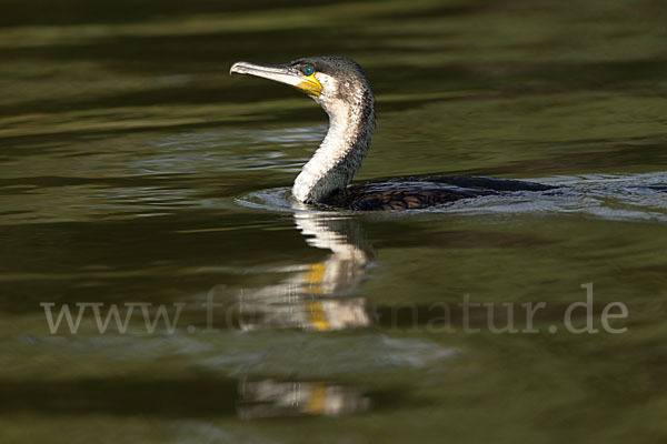 Weissbrustkormoran (Phalacrocorax lucidus)