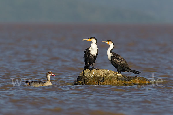 Weissbrustkormoran (Phalacrocorax lucidus)