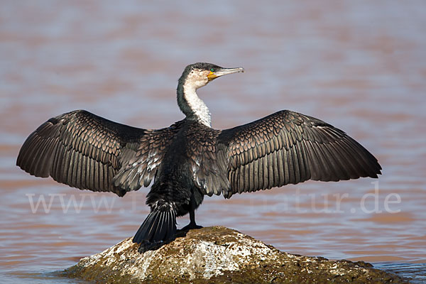 Weissbrustkormoran (Phalacrocorax lucidus)