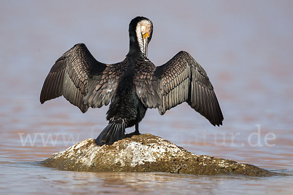 Weissbrustkormoran (Phalacrocorax lucidus)