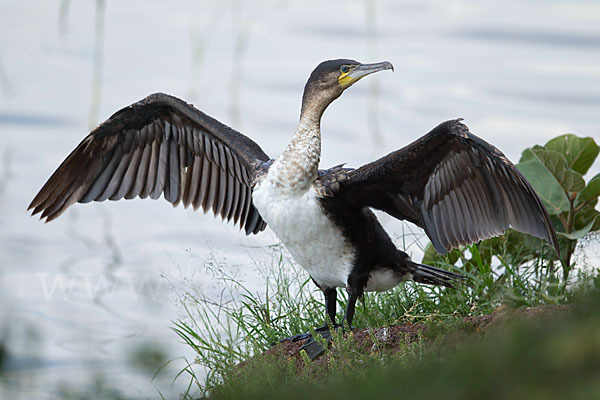 Weissbrustkormoran (Phalacrocorax lucidus)