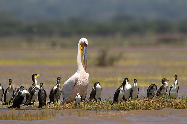 Weissbrustkormoran (Phalacrocorax lucidus)