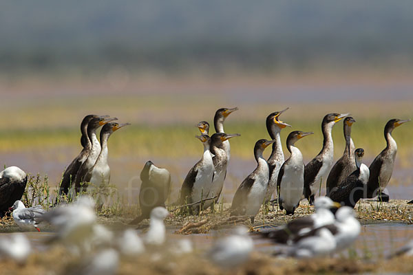 Weissbrustkormoran (Phalacrocorax lucidus)